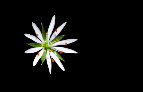 Black stellaria graminea the lone