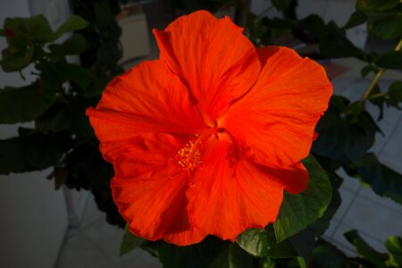 Nature leaf hibiscus