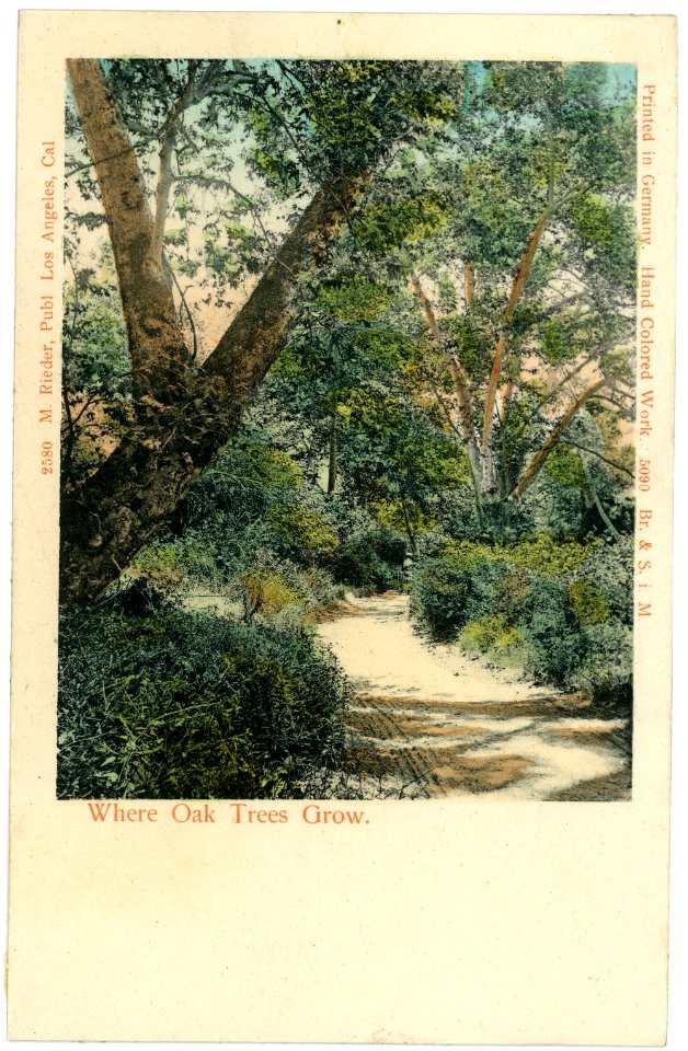 05090--1904-Where Oak Trees Grow-Brück & Sohn Kunstverlag