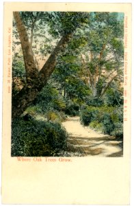 05090--1904-Where Oak Trees Grow-Brück & Sohn Kunstverlag