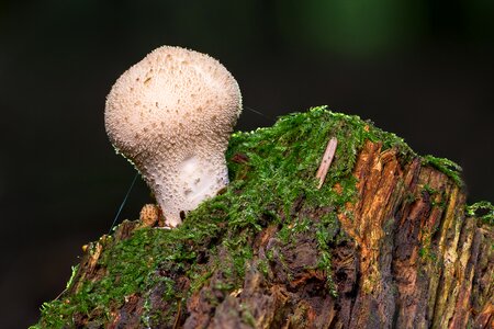 Bovist mushroom dust autumn photo