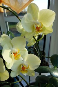 Phalaenopsis flowers orchid photo