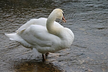 Mute swan water bird bird