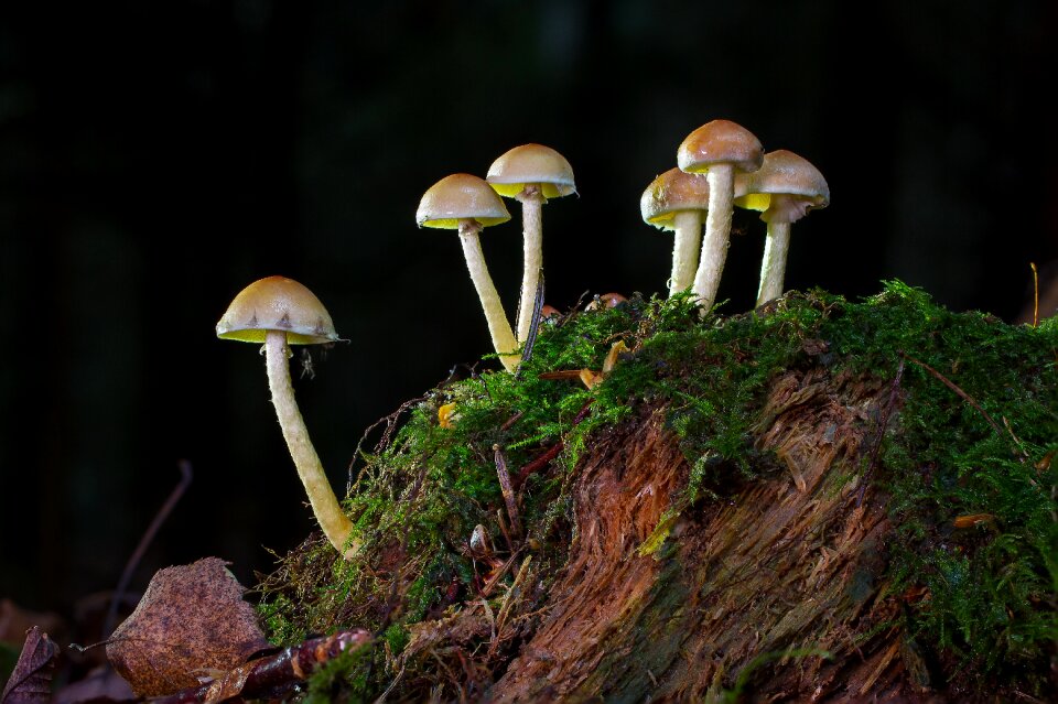 Moss mushroom picking autumn