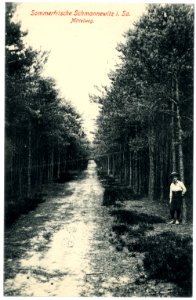 05349-Schmannewitz-1904-Mittelweg-Brück & Sohn Kunstverlag