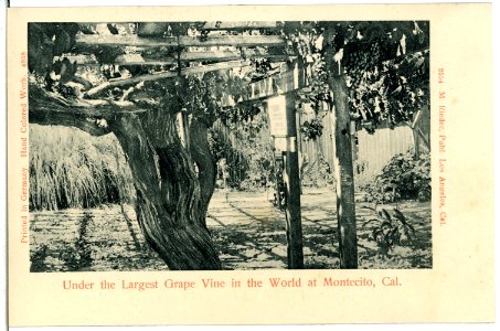 04938-Montecito Cal.-1903-Under the Largest Grape Vine in the World-Brück & Sohn Kunstverlag