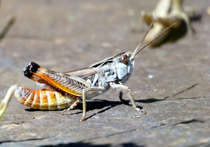 Macro nature antenna