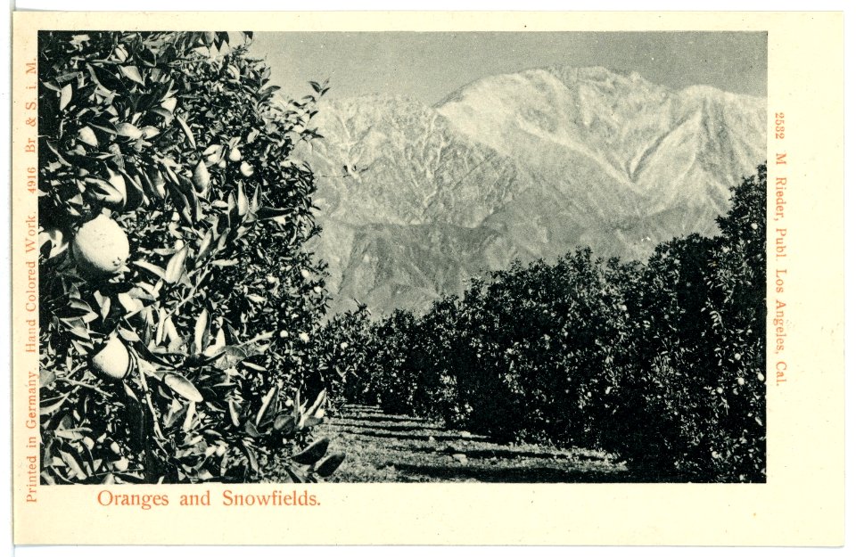 04916-Kalifornien-1903-Oranges and Snowfields-Brück & Sohn Kunstverlag