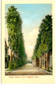 04897-Los Angeles-1903-Palm Drive-Brück & Sohn Kunstverlag
