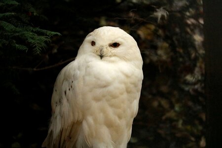 Owl white birds