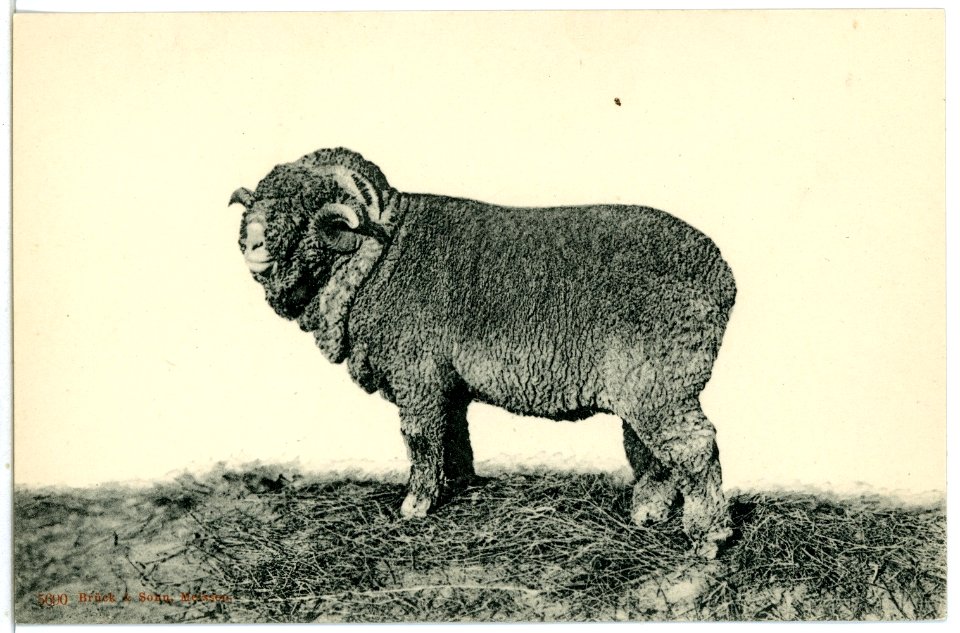 05690-Leutewitz-1905-Vollblut Merino Schäferei-Brück & Sohn Kunstverlag