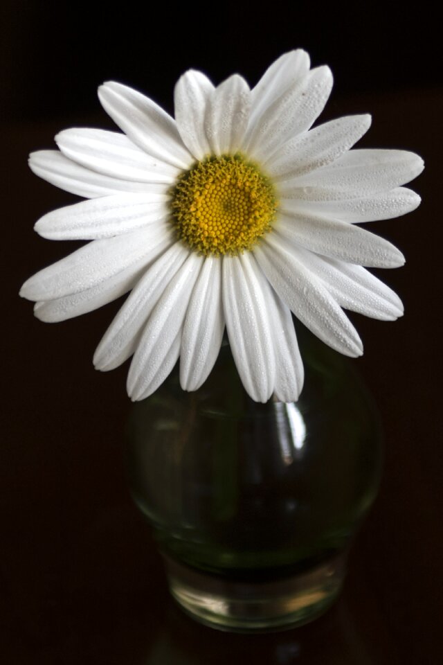 Flower white summer