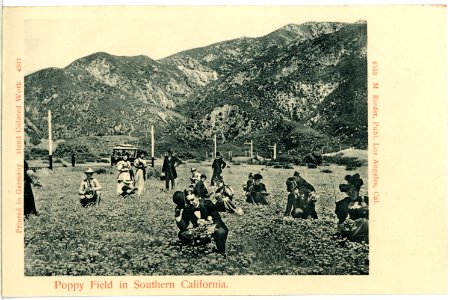04937-Southern California-1903-Poppy Field in Southern-Brück & Sohn Kunstverlag photo