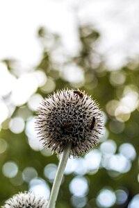 Floral spring plant photo