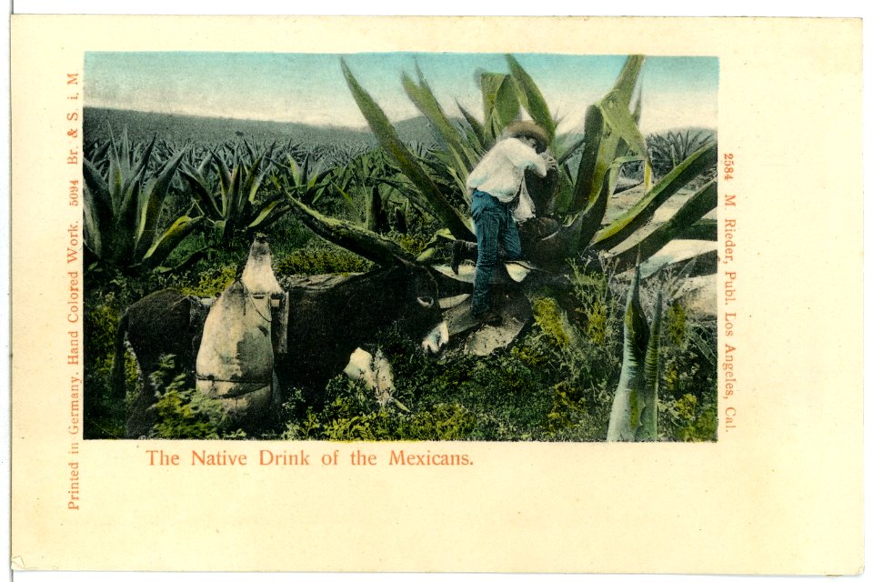 05094--1904-The Native Drink of the Mexicans-Brück & Sohn Kunstverlag