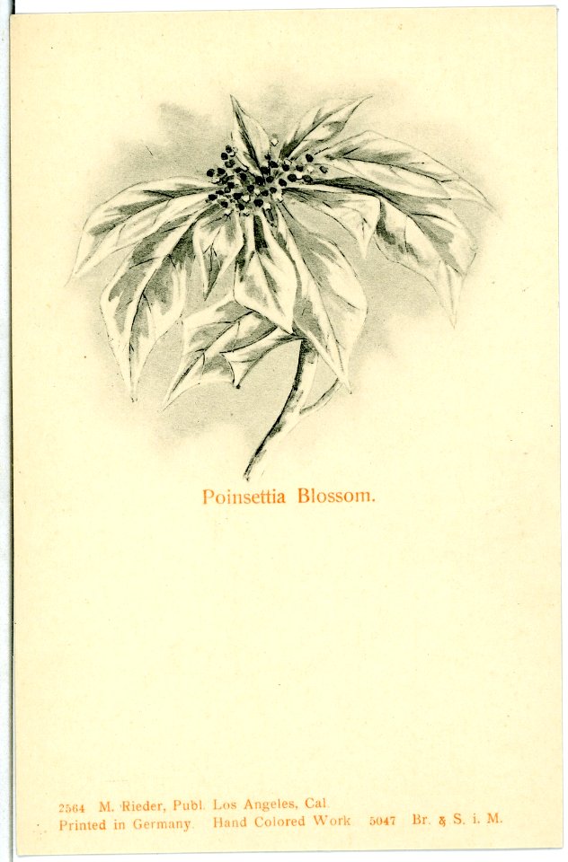 05047--1904-Poinsettia Blossom-Brück & Sohn Kunstverlag