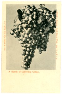 05049-Kalifornien-1904-A Bunch of California Grapes-Brück & Sohn Kunstverlag