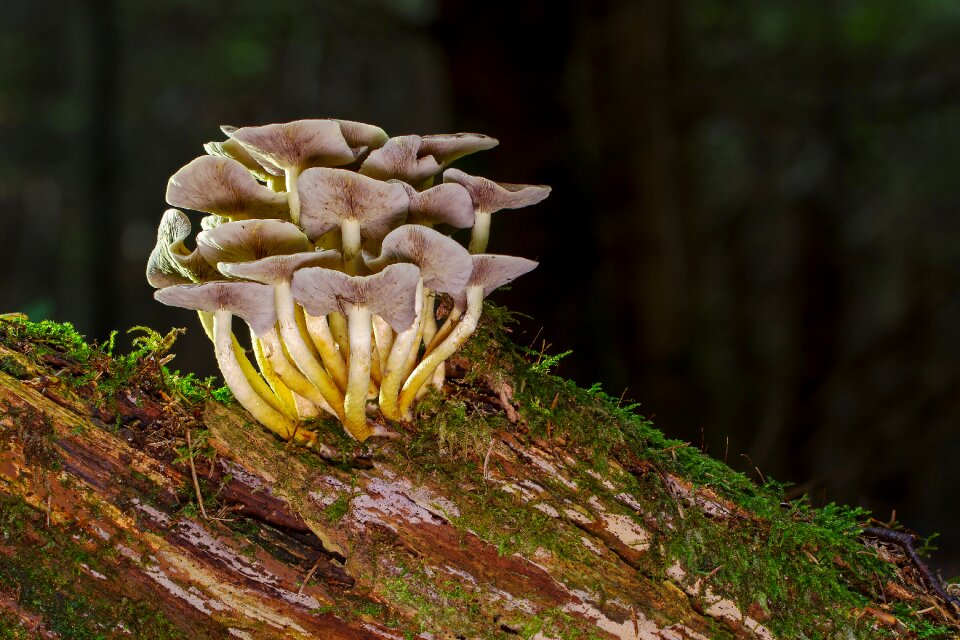 Moss mushroom picking autumn