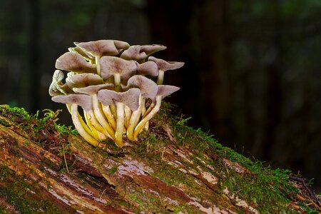 Moss mushroom picking autumn