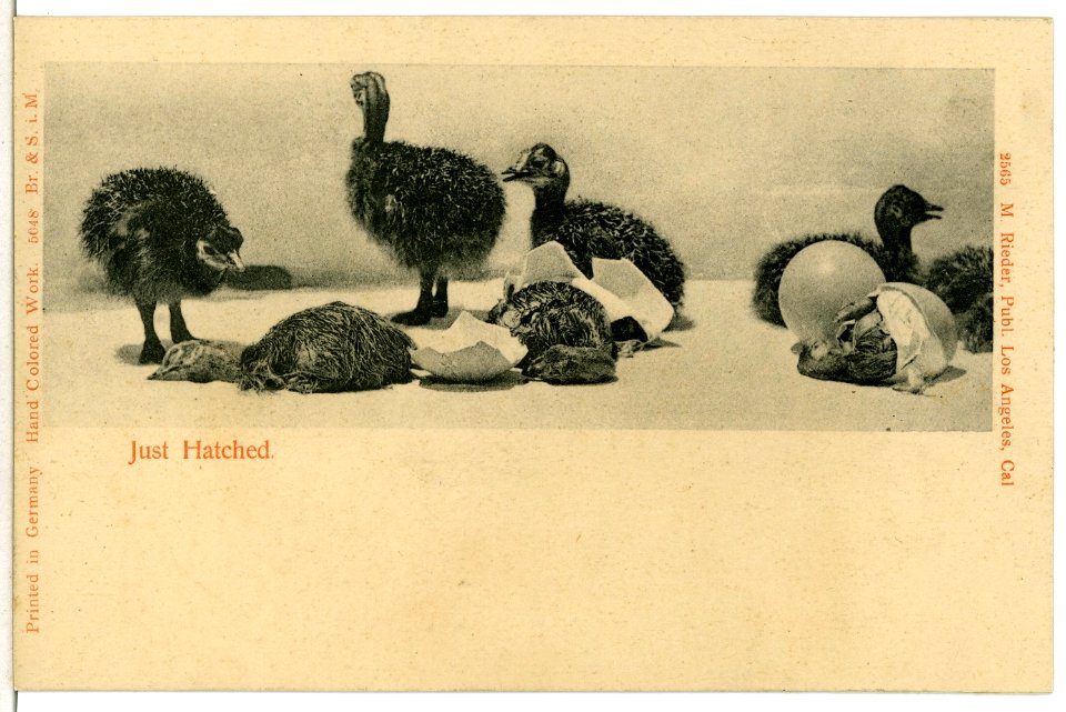 05048--1904-Just Hatched-Brück & Sohn Kunstverlag