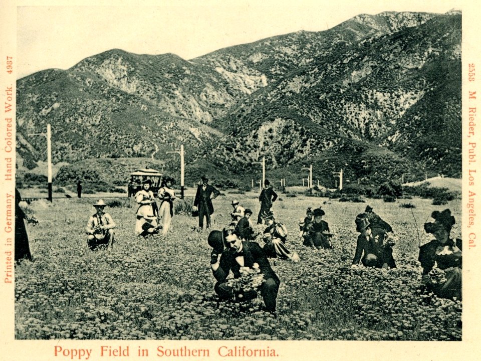 04937-Southern California-1903-Poppy Field in Southern-Brück & Sohn Kunstverlag (cropped)