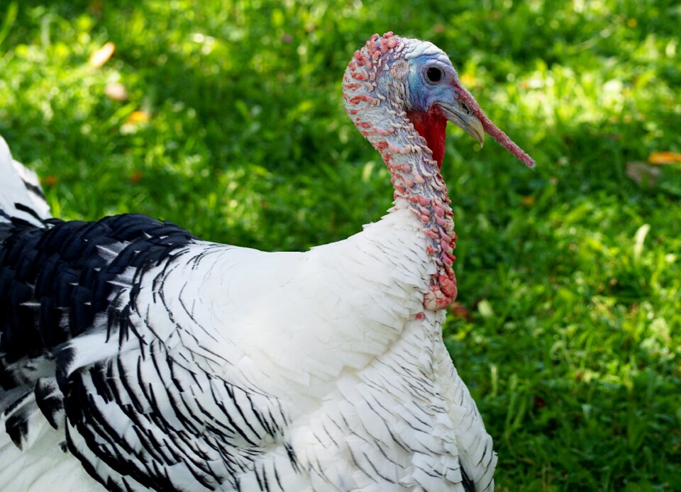 Animal plumage pheasant-like