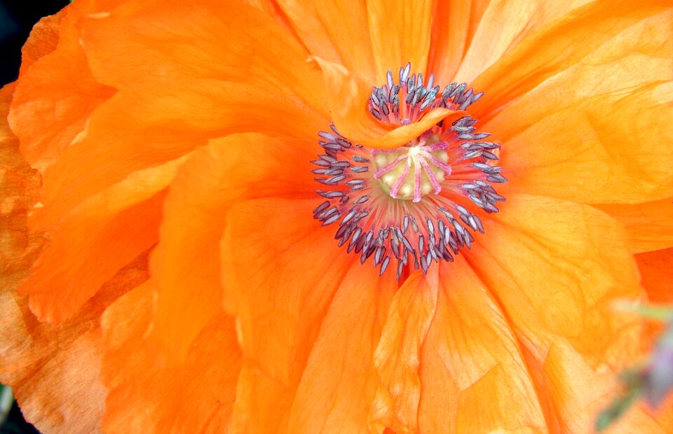 Color summer closeup