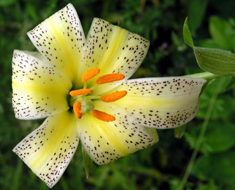 Summer garden petal