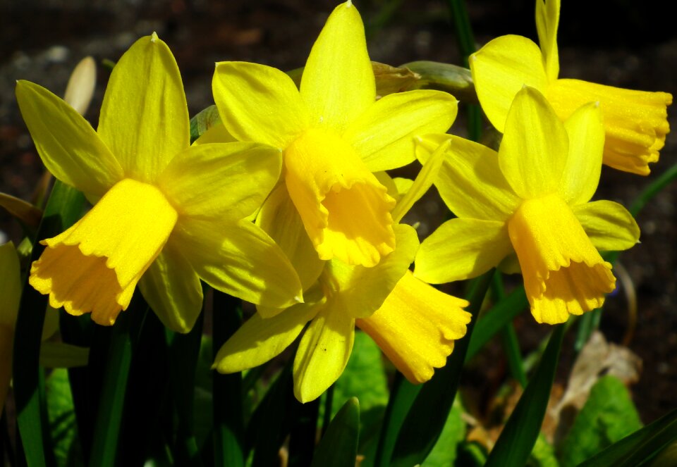 Plant garden narcissus trąbkowy photo