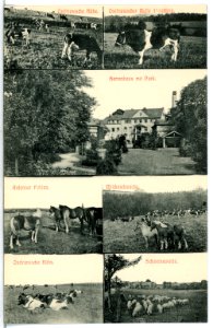 13688-Braunsdorf (Wilsdruff)-1911-Herrenhaus - Rinderzucht-Brück & Sohn Kunstverlag photo
