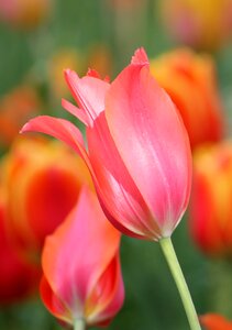 Tulip garden blossom