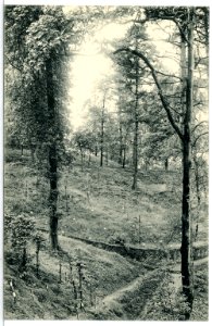 13599-Tharandt-1911-Forstgarten-Brück & Sohn Kunstverlag