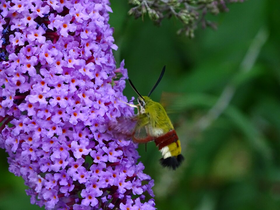 Buddleja davidii suction nozzles butterfly