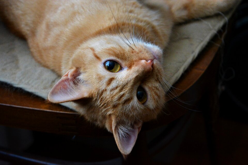 Pet cat Free photos