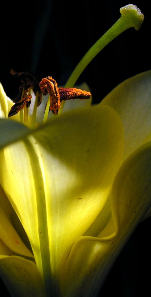 Leaf color lily