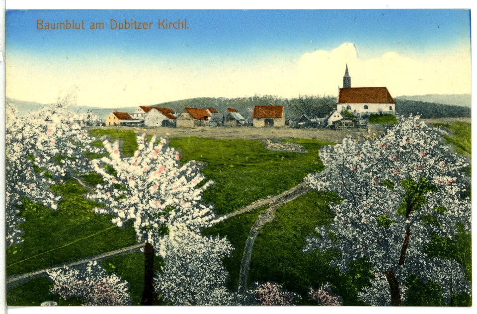 13604-Dubitz-1911-Baumblut am Dubitzer Kirchl-Brück & Sohn Kunstverlag