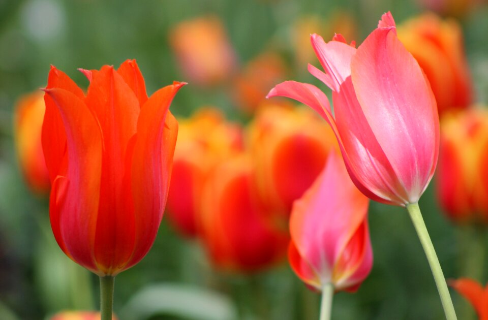 Tulip garden blossom photo