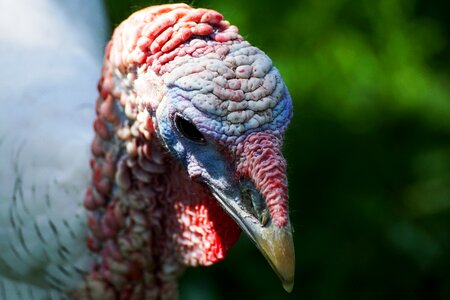 Animal plumage pheasant-like