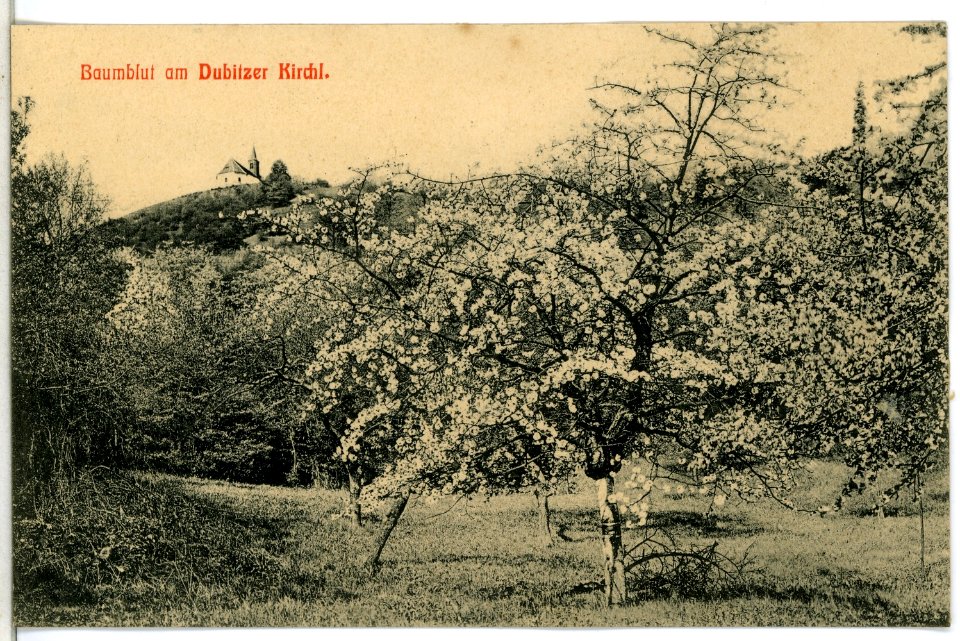 13605-Dubitz-1911-Baumblut am Dubitzer Kirchl-Brück & Sohn Kunstverlag