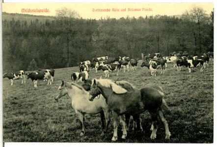 13699-Braunsdorf (Wilsdruff)-1911-Milchviehweide-Brück & Sohn Kunstverlag