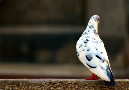 White grey pigeon domestic pigeon bird photo