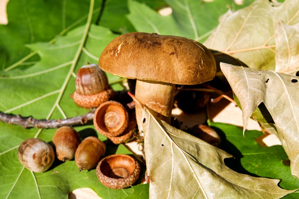 Felt boletus brown pipe