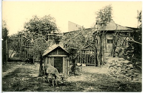 13707-Freiberg-1911-Sommerfrische Wald-Cafe, Reh-Zwinger-Brück & Sohn Kunstverlag