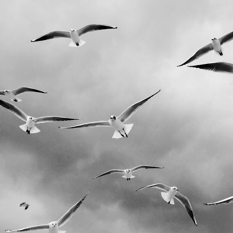 Nature animal world gulls
