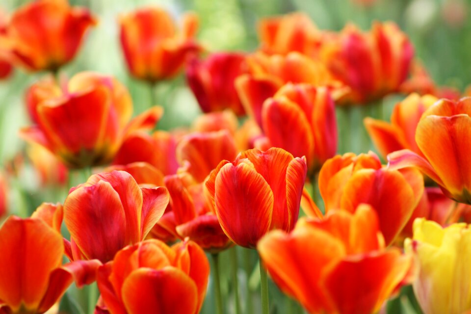 Flower tulip garden