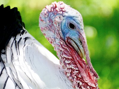 Animal plumage pheasant-like