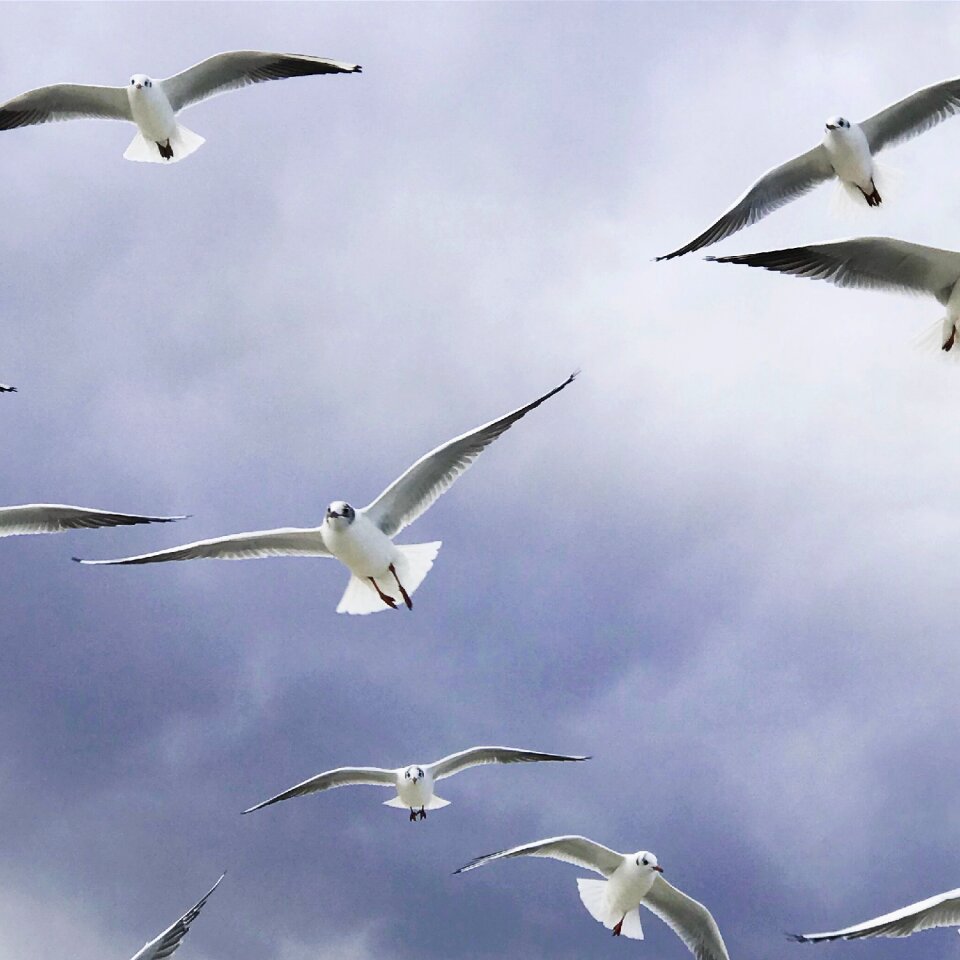 Seagull nature animal world