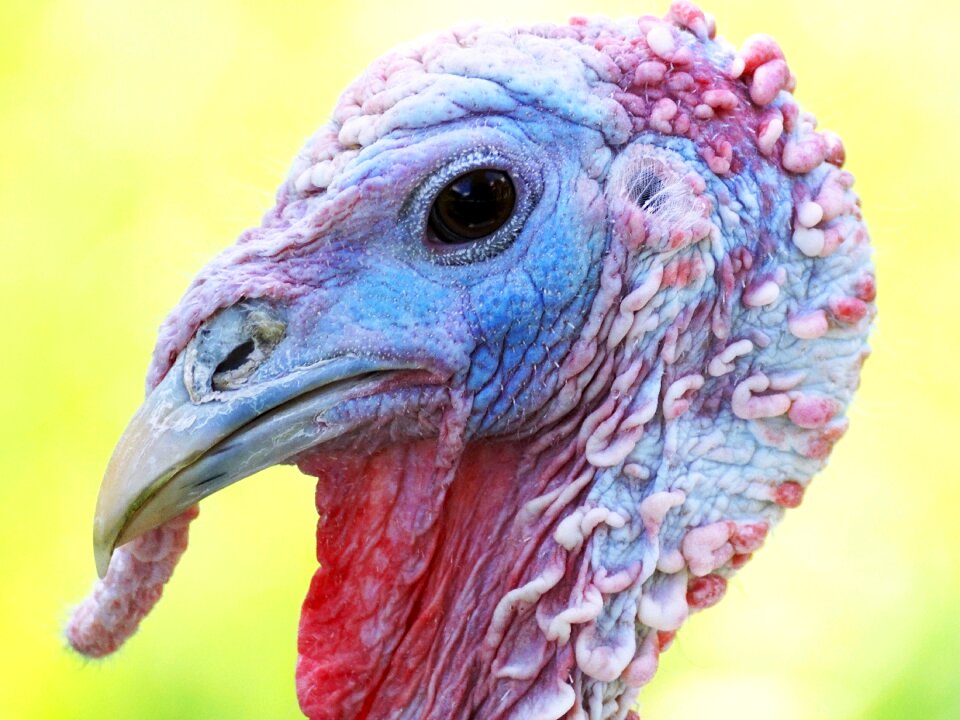 Animal plumage pheasant-like
