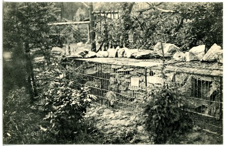 13771-Freiberg-1912-Wald Cafe- Fuchsbau-Brück & Sohn Kunstverlag