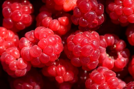 Fruit sweet berries